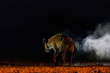 Spotted hyena;Crocuta crocuta), comes to drink in a pond, at night, Shompole wilderness, Shompole Community, Kenya, East Africa, Africa