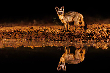 Bat-eared fox;Otocyon megalotis) near by a waterhole by night, Shompole wilderness, Shompole Community, Kenya, East Africa, Africa