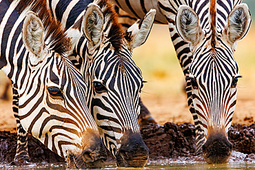 Plains Zebra, or Burchell's Zebra;Equus quagga syn. Equus burchellii), Group drinking from a pond, Shompole wilderness, Shompole Community, Kenya, East Africa, Africa