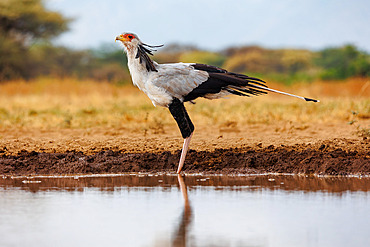 Secretary bird;Sagittarius serpentarius), drinking from a pond, shrubby savannah landscape, Shompole wilderness, Shompole Community, Kenya, East Africa, Africa