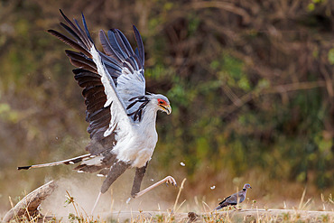 Secretary bird;Sagittarius serpentarius), moves in the savannah and kill a mourning dove Streptopelia decipiens), Shompole wilderness, Shompole Community, Kenya, East Africa, Africa