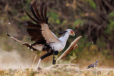 Secretary bird;Sagittarius serpentarius), moves in the savannah and kill a mourning dove Streptopelia decipiens), Shompole wilderness, Shompole Community, Kenya, East Africa, Africa