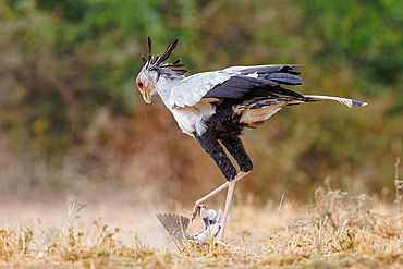 Secretary bird;Sagittarius serpentarius), moves in the savannah and kill a mourning dove Streptopelia decipiens), Shompole wilderness, Shompole Community, Kenya, East Africa, Africa