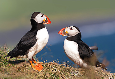 Atlantic puffin;Fratercula arctica) pair on a cliff, Iceland