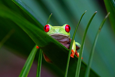 Red-eyed treefrog;Agalychnis callidryas), Costa Rica