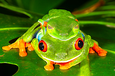 Red-eyed treefrog;Agalychnis callidryas) mating, Costa Rica