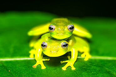 Ghost Frog;Hyalinobatrachium chirripoi) mating, Costa Rica