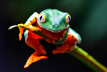 Super-leg monkey tree frog;Phyllomedusa tomopterna) La Paz Natural Park, Costa Rica