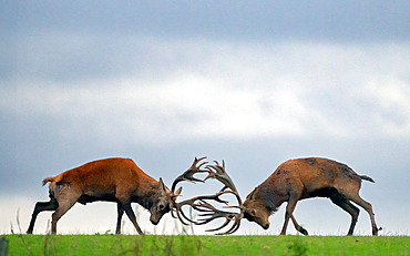 Red deer;Cervus elaphus) fighting at sunset, England