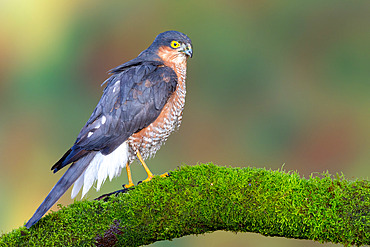 Sparrowhawk;Accipiter nisus) male perched on a mossy log, England