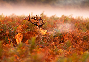 Red deer;Cervus elaphus) stag amongst bracken, England