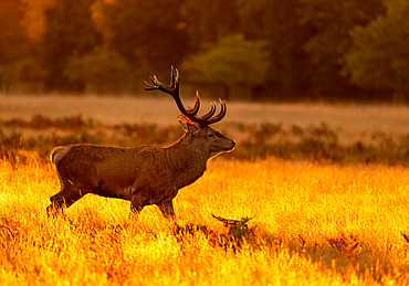 Red deer;Cervus elaphus) stag at sunrise, England