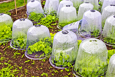 Lettuce plants under plastic cloche, Arche de la nature, Jardin pedagogique, Le Mans Metropole, Sarthe, France