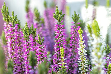 Heather (Calluna sp.) pink an white mixed