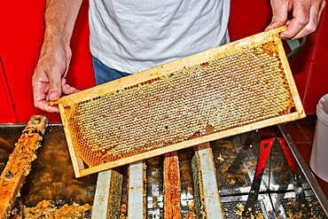 Harvesting honey. Frame of honey from a hive for extraction, Sarthe, France