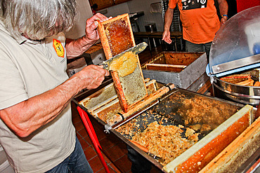 Pedagogical honey harvesting, Honey harvesting in front of the public, here the desoperculation of beeswax on a hive frame at l'arche de la nature, Le Mans Metropole educational area, Sarthe, France