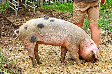 Bayeux pig, l'arche de la nature, educational pig farm, Le Mans Metropole, Sarthe, France