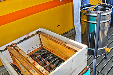 Honey extraction. Beekeeper extracting honey frames from a hive. A queen excluder can be seen between the body and the top of the hive, Sarthe, France.