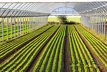 Greenhouse lettuce growing at Seuru, sustainable agriculture, lettuce for wholesale market, Rungis, etc., Champagne, Sarthe, France