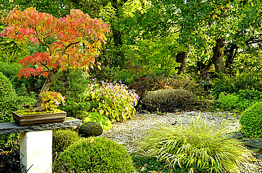 Bonsai Japanese maple and Japanese garden at Moulin de la Lande in Brittany, France