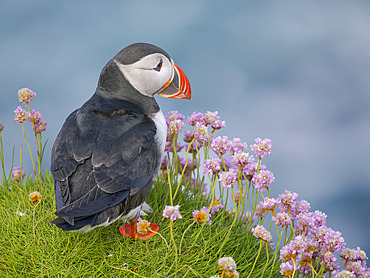 Atlantic puffin also called Common puffin (Fratercula arctica) in the cliffs of Sumburgh Head. Europe, Northern Europe, Great Britain, Shetland Islands