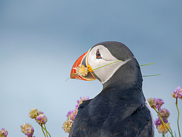 Flower in beak. Atlantic puffin also called Common puffin (Fratercula arctica) in the cliffs of Sumburgh Head. Europe, Northern Europe, Great Britain, Shetland Islands