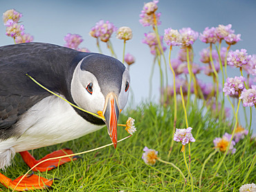 Flower in beak. Atlantic puffin also called Common puffin (Fratercula arctica) in the cliffs of Sumburgh Head. Europe, Northern Europe, Great Britain, Shetland Islands