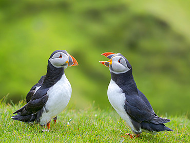 Atlantic puffin also called Common puffin (Fratercula arctica) in Hermaness National Nature Reserve on the Island of Unst. Europe, Northern Europe, Great Britain, Shetland Islands