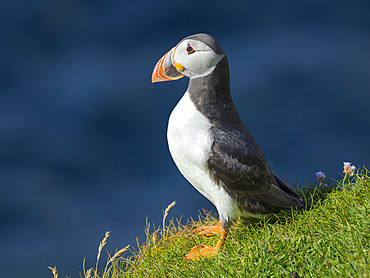 Atlantic puffin also called Common puffin (Fratercula arctica) in Hermaness National Nature Reserve on the Island of Unst. Europe, Northern Europe, Great Britain, Shetland Islands