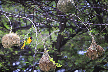 Male Southern Masked Weaver (Ploceus velatus) building his nest, Namibia, Africa