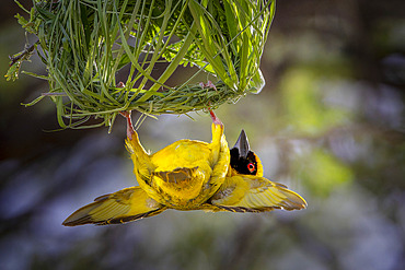 Male Southern Masked Weaver (Ploceus velatus ) calls to the female by flapping his wings, hanging under his nest, so that she can come and "control" the construction of the nest... Namibia, Africa