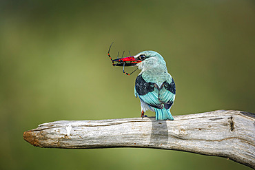 Woodland kingfisher (Halcyon senegalensis) with spider prey catch in Greater Kruger National park, South Africa