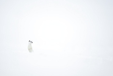 Ermine (Mustela erminea) in winter coat in snow, Jura vaudois, Vaud, Switzerland.