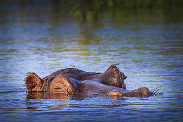 Hippopotamus (Hippopotamus amphibius), Caprivi Strip, Namibia, Africa