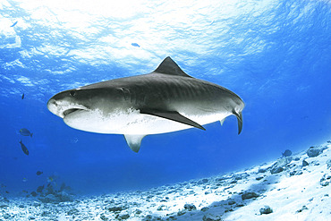 Tiger shark (Galeocerdo cuvier). Fuvahmulah Island. Maldives, Southern Hemisphere. Indian Ocean.
