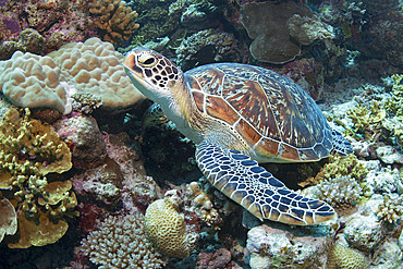 Green Turtle (Chelonia mydas). Coral reef. Maldives. Marine ecosystem. Indian Ocean.