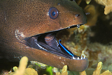 Moray eel (Gymnothorax flavimarginatus) with a cleaner wrasse (Labroides dimidiatus). Coral reef. Maldives, Southern Hemisphere. Marine ecosystem. Indian Ocean.
