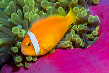 Clownfish (Amphiprion nigripes) sheltering in an anemone (Heteractis magnifica). Coral reef. Maldives, Southern Hemisphere. Marine ecosystem. Indian Ocean.