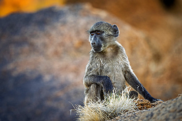 Chacma baboon or Cape baboon (Papio ursinus) at Augrabies Falls National Park, Northern Cape. South Africa.