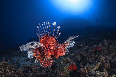 Red lionfish (Pterois volitans) at a depth of 35 meters near the passe bateau in southern Mayotte.
