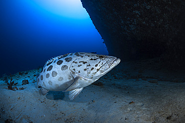 Potato grouper (Epinephelus tukula) on the sand at the foot of the drop-off in the passe bateau sud, Mayotte