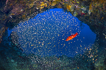Scene of reef life in a small cavity 18 meters down on the wall of the north boat pass. A bright red coral hind (Cephalopholis miniata), contrasting with the surrounding blue, swims through a school of glass fish. Mayotte