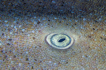 Eye of a tawny nurse shark (Nebrius ferrugineus), Close-up of the eye of a sleeper shark lying on the sand in a cave in the south of the Mayotte lagoon at a depth of 55 meters.