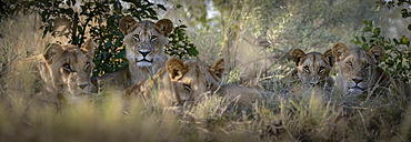 Lion (Panthera leo) pride in the Okavango Delta. Botswana.