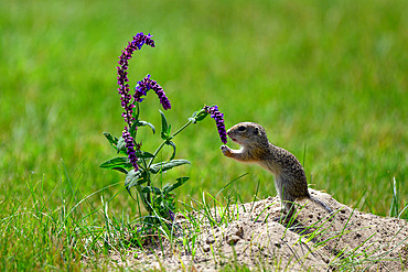 European ground squirrel (Spermophilus citellus) juvenile sniffing at a sage flower, Hungary