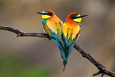 European Bee-eater (Merops apiaster), Bee- eaters pair on a branch, Hungary