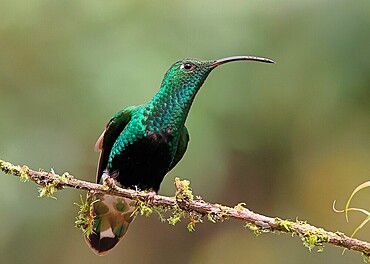 Mountain Velvetbreast (Lafresnaya lafresnayi) male on a branch, Equatorial Andean forest. Ecuador South America