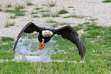 Adult Bald Eagle (Haliaeetus leucocephalus) catching a fish in the water, USA