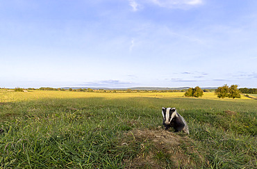 Badger (Meles meles) standing on a ant hill in the British countryside, England