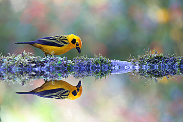 Golden tanager (Tangara arthus) adult on the edge of a pool and its reflection in the forest. Ecuador South of America